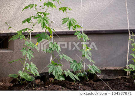 Ground-planted bitter gourd seedling bitter gourd 104567971