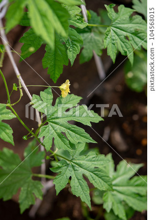 地栽苦瓜苗 苦瓜 地栽苦瓜苗 苦瓜 104568015