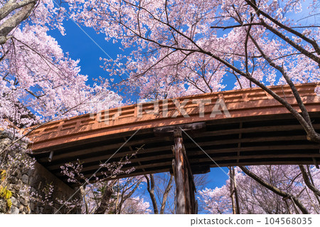 《長野縣》櫻花盛開，春天的高遠城跡公園 104568035