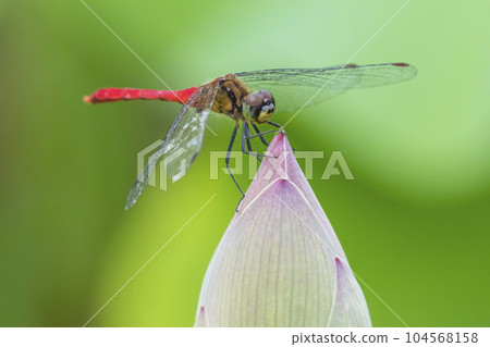 A lesser red ladybird perched on a lotus flower bud 104568158