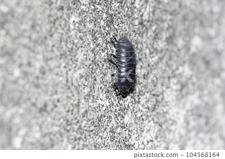 Okandan甲蟲 Okandan甲蟲 104568164