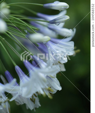 pretty agapanthus flower 104568332