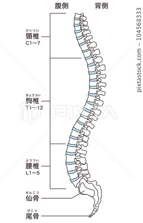 Anatomy of the spine Cervical vertebrae Thoracic vertebrae Lumbar vertebrae Lateral view 104568333