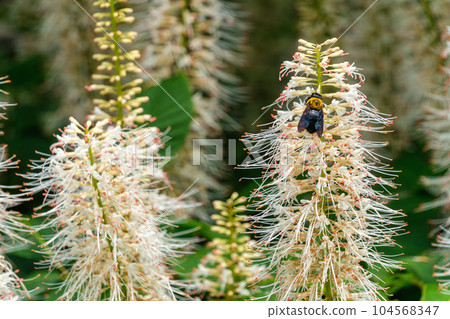 American horse chestnut and bee 104568347