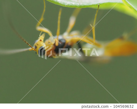 A small bee hanging on the underside of a leaf 104569632
