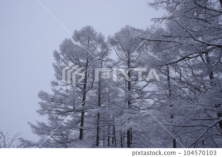 白雪覆蓋的中國松林 白雪覆蓋的中國松林 104570103