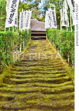 鎌倉杉本寺美麗的苔蘚樓梯 鎌倉杉本寺美麗的苔蘚樓梯 104570187