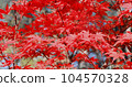 Japan red maple leaves branch in autumn, closeup side view. Red maple tree. Natural fall background. Colorful bright maple in park nature. Scenery season change in forest 104570328