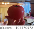 hand holding tomato stock photo 104570572