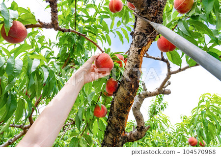 Fuefuki City, Yamanashi Prefecture Peach picking image Peach field 104570968