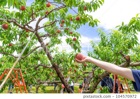 Fuefuki City, Yamanashi Prefecture Peach picking image Peach field Fuefuki City, Yamanashi Prefecture Peach picking image Peach field 104570972