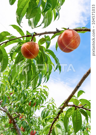 Peach Farm Peach Picking, Fuefuki City, Yamanashi Prefecture 104571033