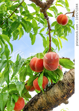 Peach Farm Peach Picking, Fuefuki City, Yamanashi Prefecture Peach Farm Peach Picking, Fuefuki City, Yamanashi Prefecture 104571044