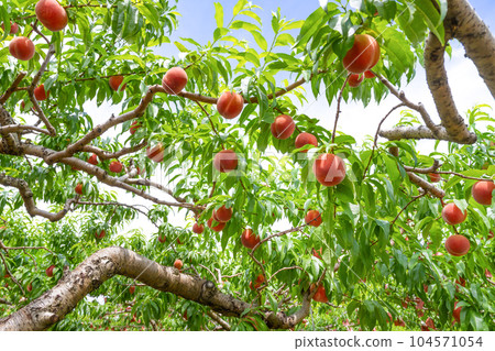Peach Farm Peach Picking, Fuefuki City, Yamanashi Prefecture 104571054