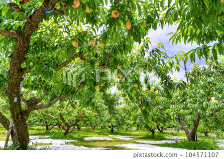 Peach Farm Peach Picking, Fuefuki City, Yamanashi Prefecture 104571107
