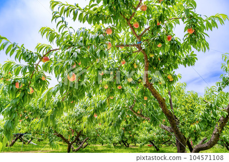 Peach Farm Peach Picking, Fuefuki City, Yamanashi Prefecture 104571108