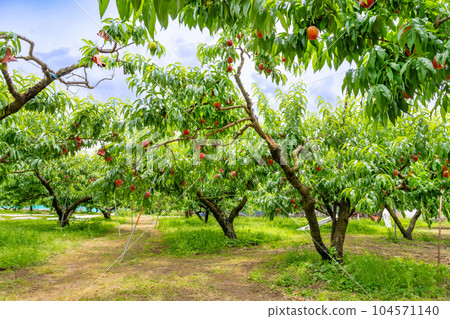 山梨縣笛吹市桃園採摘桃子 104571140