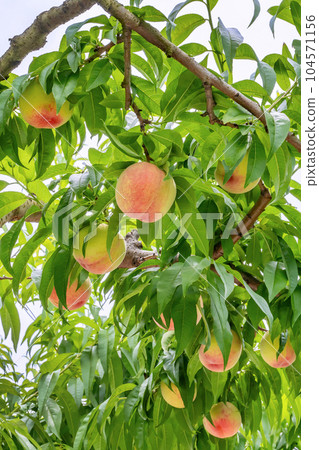 山梨縣笛吹市桃園採摘桃子 104571156