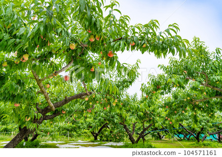 山梨縣笛吹市桃園採摘桃子 山梨縣笛吹市桃園採摘桃子 104571161