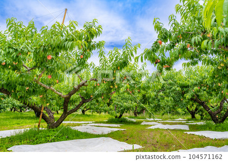 Peach Farm Peach Picking, Fuefuki City, Yamanashi Prefecture Peach Farm Peach Picking, Fuefuki City, Yamanashi Prefecture 104571162