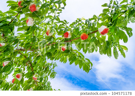 山梨縣笛吹市桃園採摘桃子 104571178