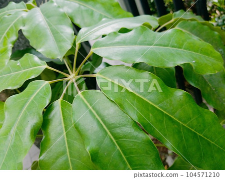 Close up of australian umbrella tree plant Close up of australian umbrella tree plant 104571210