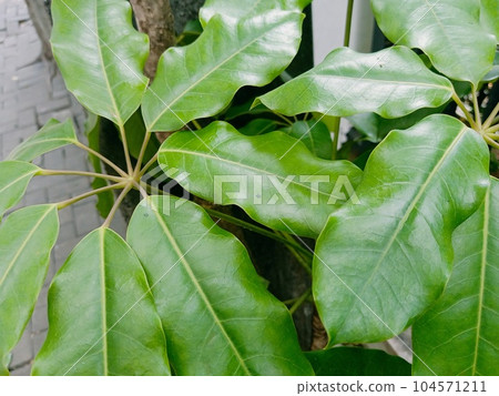 Close up of australian umbrella tree plant  104571211