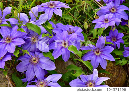 鐵線蓮花 鐵線蓮花 104571396