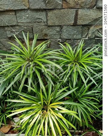 Close up of yellow oleander plant  104571560