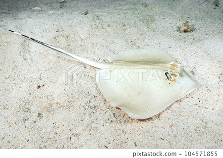 Yakkoi Yakkoi 104571855