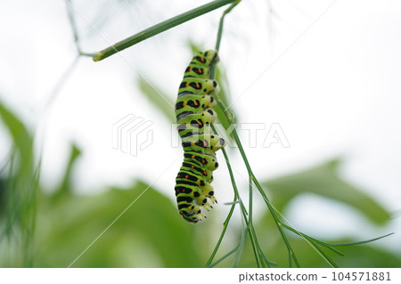 鳳蝶瑪卡翁幼蟲倒著吃蒔蘿 鳳蝶瑪卡翁幼蟲倒著吃蒔蘿 104571881