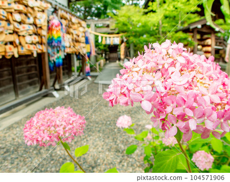 Beautiful scenery in early summer, hydrangeas in full bloom and a place of prayer Beautiful scenery in early summer, hydrangeas in full bloom and a place of prayer 104571906