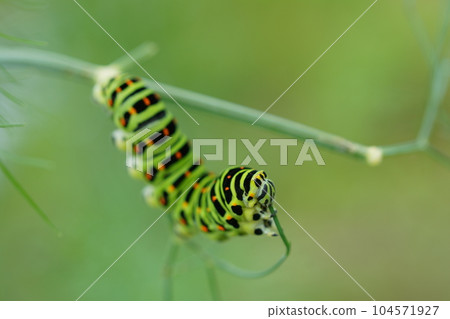 吃蒔蘿的鳳蝶瑪卡翁幼蟲 吃蒔蘿的鳳蝶瑪卡翁幼蟲 104571927