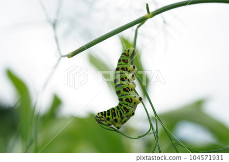 吃蒔蘿的鳳蝶瑪卡翁幼蟲 吃蒔蘿的鳳蝶瑪卡翁幼蟲 104571931