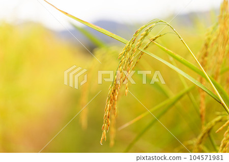 yellow green rice field 104571981