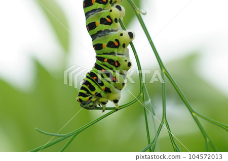 鳳蝶瑪卡翁幼蟲吃蒔蘿特寫 鳳蝶瑪卡翁幼蟲吃蒔蘿特寫 104572013