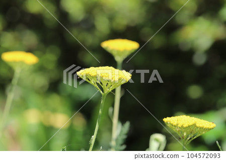 初夏花園裡盛開的蓍草黃花 初夏花園裡盛開的蓍草黃花 104572093
