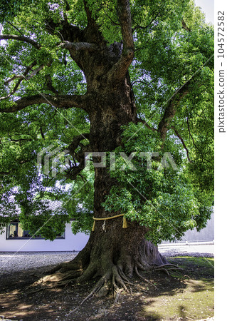 上野公園、上野東照宮、神樹、大樟樹、國家指定重要文化財產 上野公園、上野東照宮、神樹、大樟樹、國家指定重要文化財產 104572582