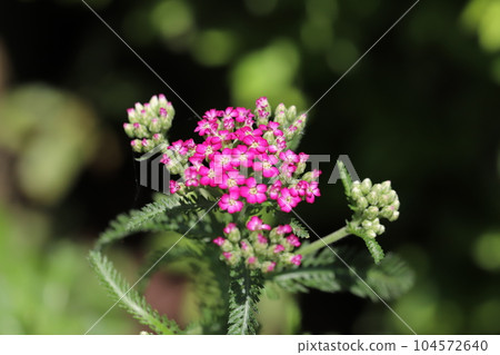 Pink flowers of yarrow blooming in early summer garden 104572640