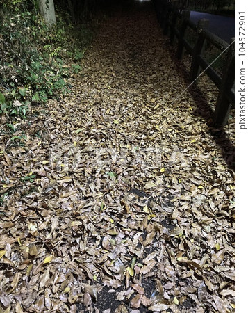 十一月中旬,山路上落滿了落葉。 十一月中旬,山路上落滿了落葉。 104572901