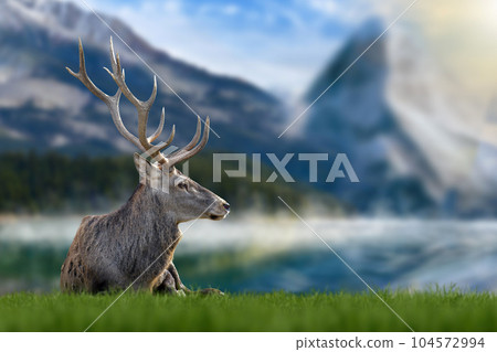 Majestic red deer in grass on lake and mountain background. Animal in nature habitat. Wildlife scene Majestic red deer in grass on lake and mountain background. Animal in nature habitat. Wildlife scene 104572994