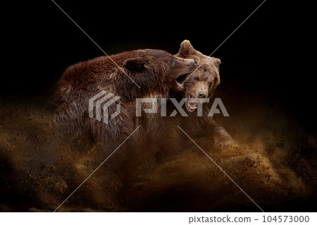 Two bears are fighting in the sand and dust on a dark background Two bears are fighting in the sand and dust on a dark background 104573000