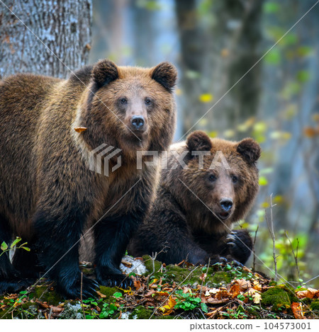 Two wild brown bears (Ursus Arctos) in the autumn forest. Animal in natural habitat 104573001