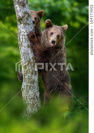 Two Brown bears (Ursus arctos) standing on his hind legs holding on to a tree Two Brown bears (Ursus arctos) standing on his hind legs holding on to a tree 104573002