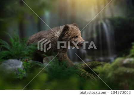 Young brown bear cub in the forest on waterfall background. Animal in the nature habitat Young brown bear cub in the forest on waterfall background. Animal in the nature habitat 104573003