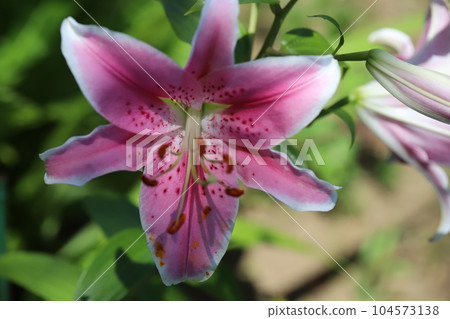 A pink oriental hybrid lily blooming in the early summer garden A pink oriental hybrid lily blooming in the early summer garden 104573138