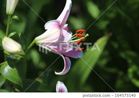A pink oriental hybrid lily blooming in the early summer garden A pink oriental hybrid lily blooming in the early summer garden 104573140