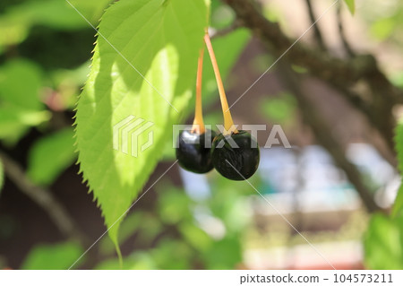 河津櫻花樹上生長的櫻桃果實 河津櫻花樹上生長的櫻桃果實 104573211