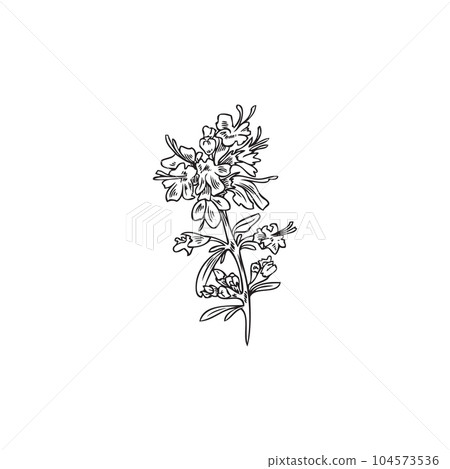 Blooming thyme culinary plant icon symbol outline vector illustration isolated. 104573536