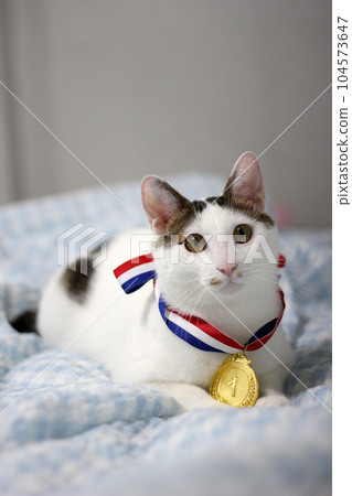 Japanese Bobtail cat wearing a gold medal around its neck Japanese Bobtail cat wearing a gold medal around its neck 104573647